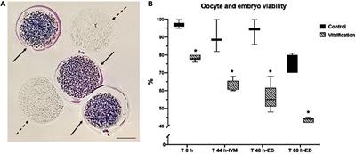 Effects of Porcine Immature Oocyte Vitrification on Actin Microfilament Distribution and Chromatin Integrity During Early Embryo Development in vitro